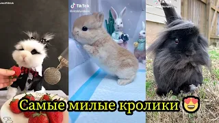 Кролики - смешные и милые зайчики🐰🐰. Видео Подборка #1