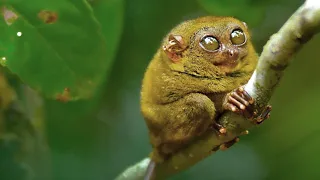 Tarsier Monkey