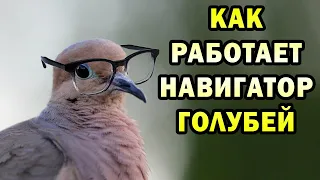 КАК ГОЛУБИ ВСЕГДА (почти) НАХОДЯТ ДОРОГУ ДОМОЙ