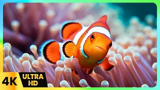 Find Peace and Tranquility Underwater with Soothing Piano Melodies | 4K Ocean