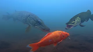 I Can't Believe I Captured This Pike Footage!