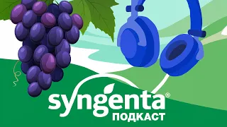 🍇 Мучнистая роса (оидиум) винограда: биология заболевания, лучшие решения