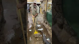 Alligator Clean Up! 🐊 😂