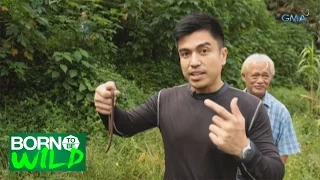 Born to be Wild: Giant Earthworms, also infesting Banaue Rice Terraces