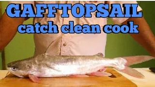 Salt Water Catfish - Catch Clean and Cook - Gafftopsail catfish ( Florida Bay )