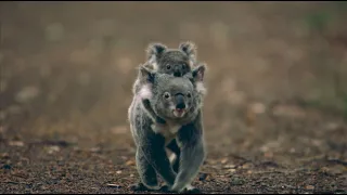 Tusind tak for din støtte til Australien! Indsamlingen fortsætter 🇦🇺