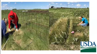 Predicted Nutrient Supply of Kentucky Bluegrass Not Always Meets Recommendations for Cow-Calf Pairs