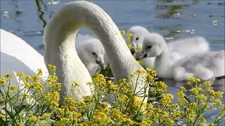 Singschwäne - Erster Ausflug