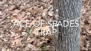 HOW TO BUILD A DEADFALL TRAP      #bushcraft #goingwild #survival #fieldcraft #selfreliance #trap