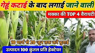 गेहूं के बाद मक्का की खेती कैसे करे । Makka Ki 4 top variety l| Makka ki kheti | sweet corn kheti