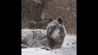 感動した自然34　狼の遠吠え