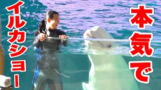 [Dolphin show] Can they do a show after just one day at the aquarium?! [Came  home]