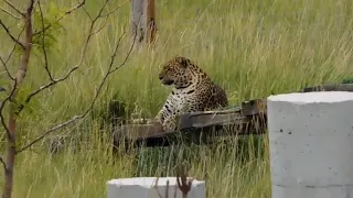 The Wild Animal Sanctuary New Quick Tour Keenesburg, Colorado