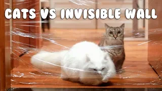 Cats vs Invisible Wall