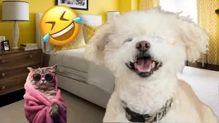 Funniest Cats And Dogs Compilation 2024 🐱🤣 Must Watch Hilarious Animal Videos (Part 6)