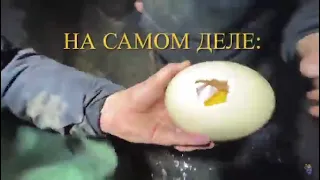 Кулинарное шоу от Супер Суса🔥 @planeta_pubertat