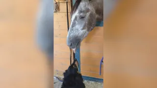 FUNNY HORSE and DOG CLIPS - THIS will MAKE your DAY