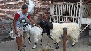 23 June 2023 Long Hair Goat crosses etawa goat in village farm | Goat Farm in village #goat #عید کا