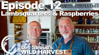 Survivorman | Wild Harvest | Season 1 | Episode 12 | Lambsquarters & Raspberries | Les Stroud