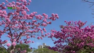 台灣四處趴趴走 2022高雄鳳山洋紅風鈴木盛開美景