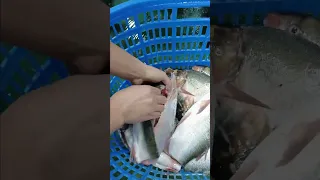 Fresh Fish Back Splitting Opening Cutting Machine