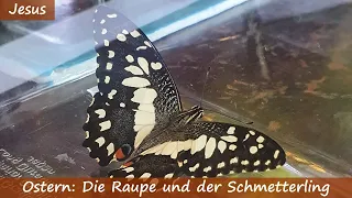 Ostern - Die Raupe und der Schmetterling | Christliche Geschichten für Kinder | Neues Testament