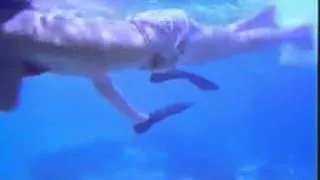 BEYOND THE REEF MOVIE PART 1 1981 - YouTube.mpg