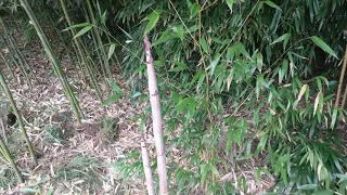 bambus bamboo phyllostachys aureosulcata spectabilis