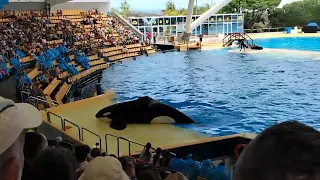 Show de las Orcas loro parque