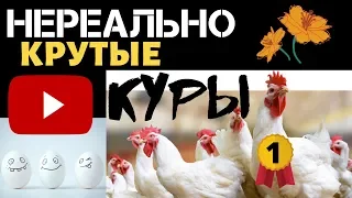 Разные Куры несушки в хозяйстве - Высокая Яйценоскость. Выгодно ли содержать кур несушек? Курятник.