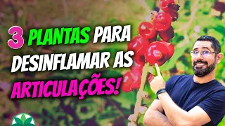 Essas 3 plantas vão DESINFLAMAR suas articulações!