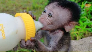Baby Monkey Playing And Drinking Milk With Big Milk Bottle | Animals Cute