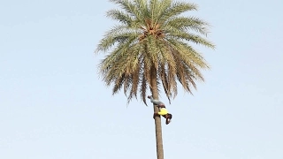 Man Climbs Tree Backwards