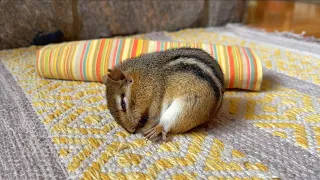 My Husband Found Unconscious Chipmunk Chucky On The Deck