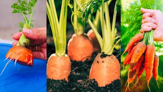 The Surprising Method to Grow Carrots from Discarded Stems | NN Gardening Tips