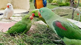 Talking Parrot Greeting Baby Parrot