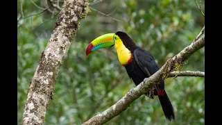 Exploring the Keel-billed Toucan in Belize’s Rainforests - Hopkins Belize Travel