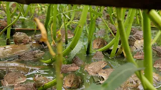 I Built a Backyard Natural Pond to Raise Frogs by Aquaponics System and Grow Water Spinach ( Part 1)