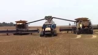 Big CLAAS Lexion Combines Harvesting Wheat