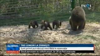 În Rezervația de la Zărnești s-au născut trei pui de urs