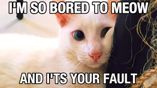 FUNNIEST CATS 😅 WHEN GET BORED WILL MAKE YOU LAUGH HARD