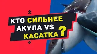 КАСАТКА против БЕЛАЯ АКУЛА. Кто сильнее касатка или белая акула ??