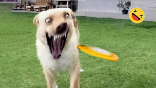 Funniest Dogs And Cats Videos ðŸ˜… - Best Funny Animals Videos 2023ðŸ˜‡ #6