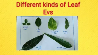 Leaf Name||🍃Different types of Leaves🍂||Leaf project for Evs||Leaf collection science project