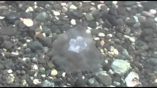 чёрное море медузы
