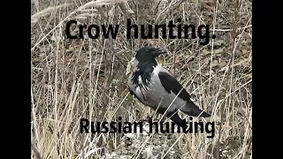 Crow hunting. Кроухантинг. Убегающий таргет и зажравшаяся псина.