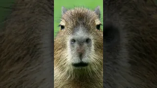 Capybara #trending #viral #funny #memes