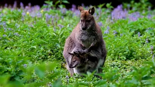 [PointFOOTAGE] Animals - Macropods Wallaby female with baby wild - FS - 80672