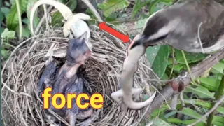 mother bird feeds what her children don't normally eat. bird eps 154