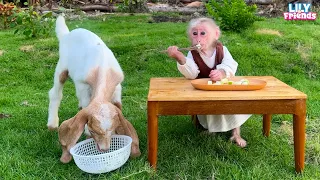 Monkey Lily enjoys breakfast with baby goat in dad's garden